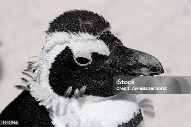 Moulting Preadult African Penguin At Boulders Beach Stock Photo - Download Image Now
