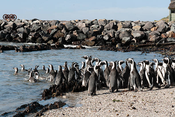 african penguins na robben island - penguin colony nobody horizontal zdjęcia i obrazy z banku zdjęć