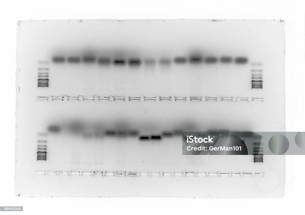 생물학적 젤 - 로열티 프리 DNA 염기서열 젤 스톡 사진