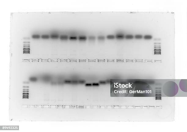 생물학적 젤 DNA 염기서열 젤에 대한 스톡 사진 및 기타 이미지 - DNA 염기서열 젤, 0명, DNA