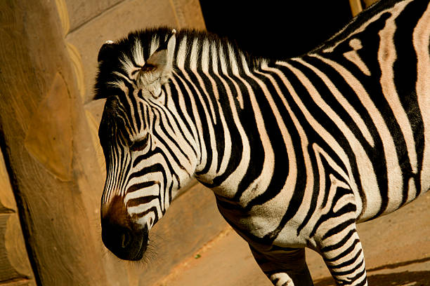 Zebra at the zoo stock photo