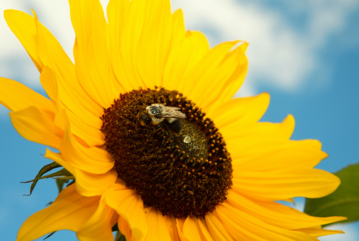 Macro of a sunflower with a bee.