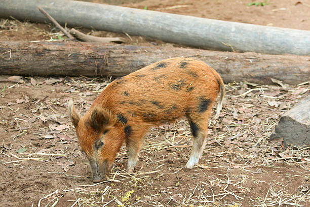 Brown piglet with black spots stock photo