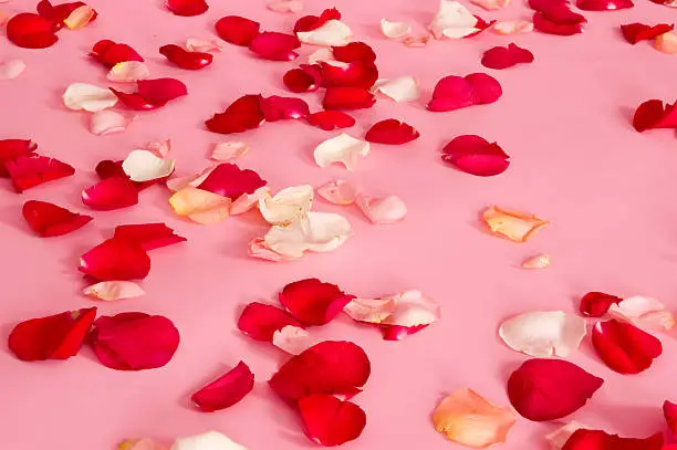 Photo of Rose Petals on Pink