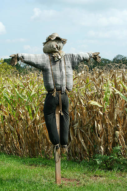 Scarecrow protecting a corn field stock photo