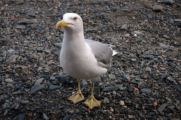 갈매기 - herring gull 뉴스 사진 이미지