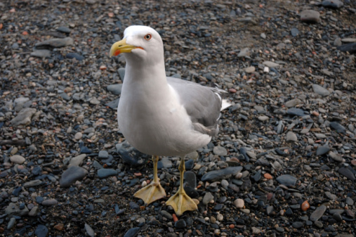 Kelp Gull, Larus dominicanus, aka Dominican Gull, standing on a rock against a defocussed background of the Pacific Ocean in central Chile.