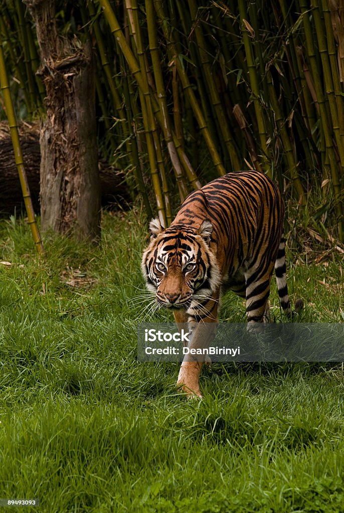 Stalking Sumatran Tiger  Aggression Stock Photo