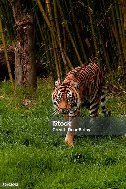 Stalking Sumatran Tiger Stock Photo - Download Image Now - Aggression, Alertness, Animal