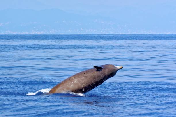 Cuvier's beaked whale Cuvier's beaked whale (Ziphius cavirostris), in the Gulf of Genoa, Ligurian Sea. cetacea stock pictures, royalty-free photos & images