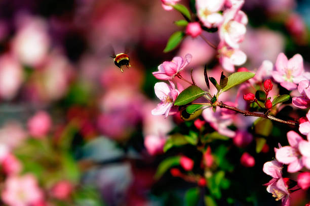 abeja volando & flores de primavera - bee apple tree flower single flower fotografías e imágenes de stock