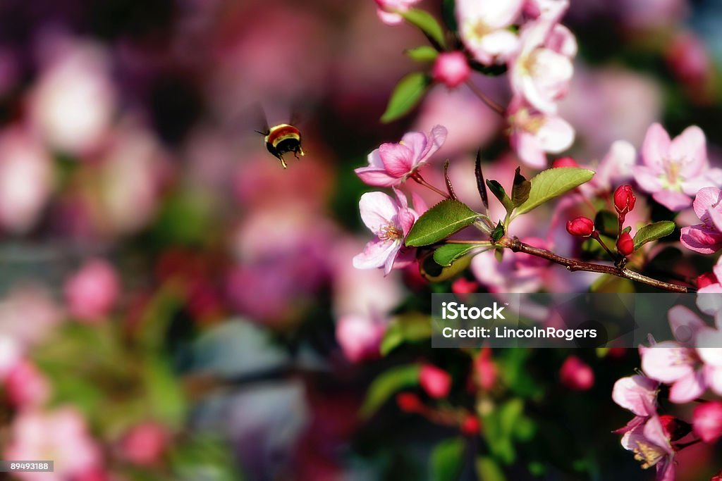 フライングハナバチ&Spring Blossoms - オーガニックのロイヤリティフリーストックフォト