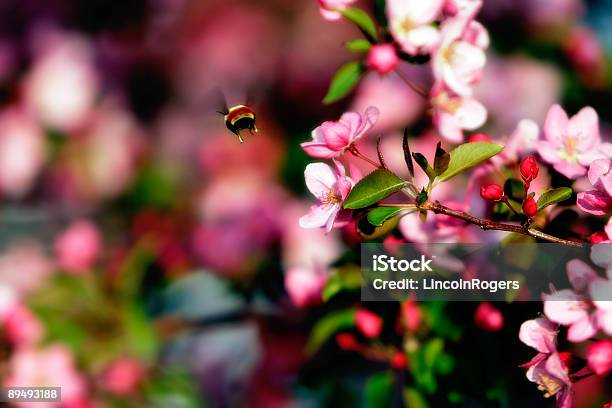 フライングハナバチspring Blossoms - オーガニックのストックフォトや画像を多数ご用意 - オーガニック, カラフル, カラー画像