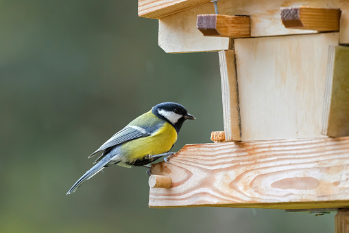 Coal tit, small passerine bird in yellow grey with black white nape spot on head, perching on wooden bird house feeder, Autumn in Austria, Europe (Periparus ater)