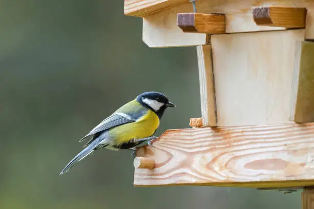 Photo of Coal tit bird in yellow grey with black white nape perching on wooden bird house feeder, Autumn in Austria, Europe