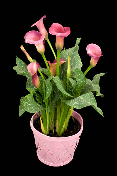 istock Calla Lily - plant on black 89493194