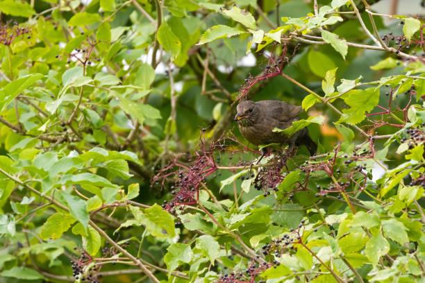 istock Common blackbird bird with yellow beak feeding on fresh Elderberry tree, Austria, Europe 894932212