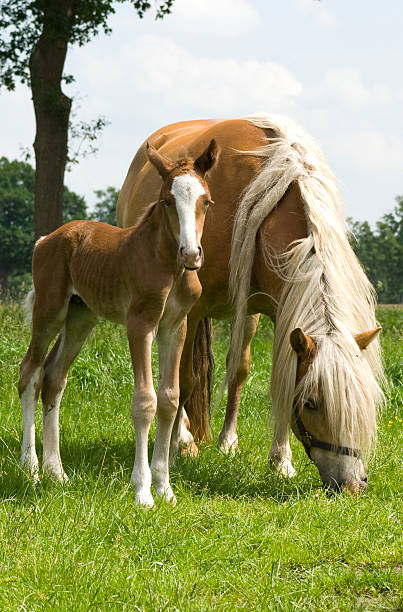 foal and horse stock photo