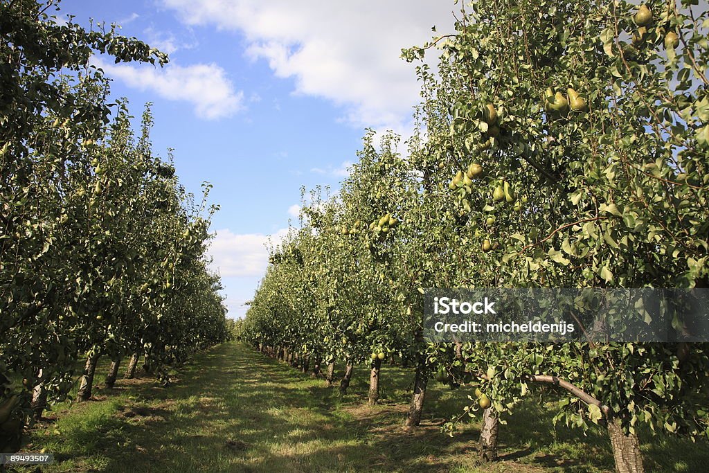 Pears Orchard  Pear Orchard Stock Photo