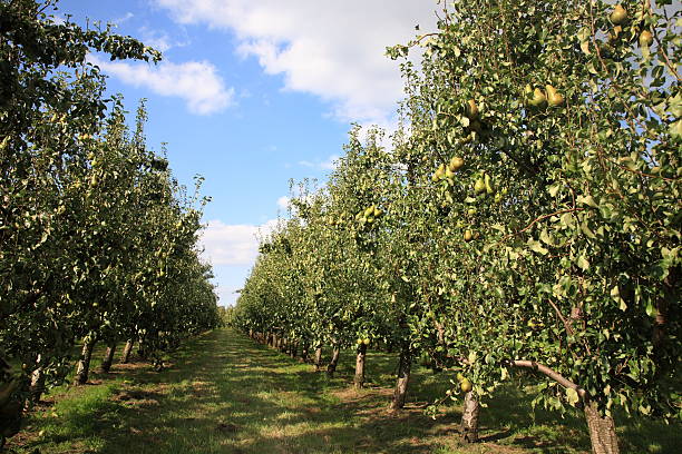 Pears Orchard stock photo