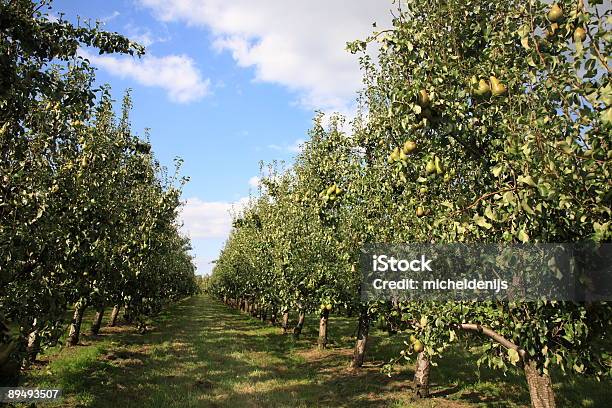 Pears Orchard Stock Photo - Download Image Now - Pear Orchard, Orchard, Pear
