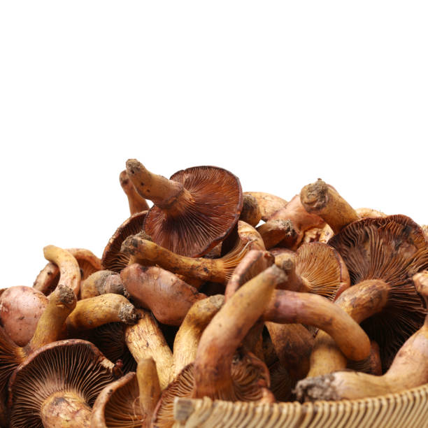 istock Boletus mushrooms on white background 894935164