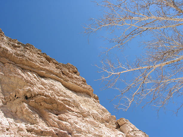 скале, montezuma национальный памятник, штат аризона - arizona sycamore стоковые фото и изображения