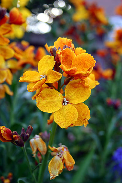 Golden orange bloom of wallflower Cheiranthus cheiri  cheiranthus cheiri stock pictures, royalty-free photos & images