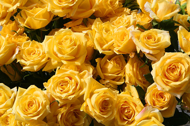 istock huge bunch of yellow roses 89493780