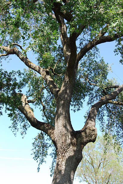 Oak Tree  cebolla stock pictures, royalty-free photos & images