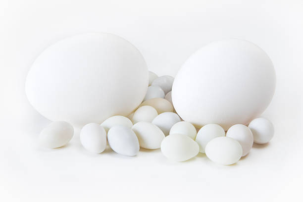 Eggs with White Background stock photo