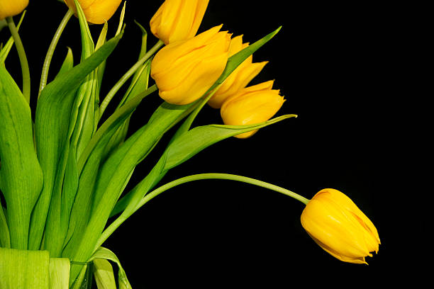 Yellow Tulips stock photo