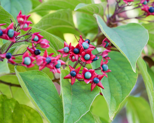 istock Clerodendrum trichotomum Seed Pods 894943304