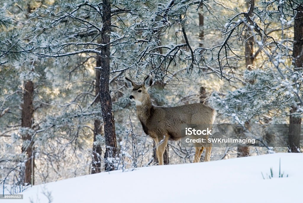 Femmina di daino Cervo mulo nella neve profonda Colorado - Foto stock royalty-free di Albero