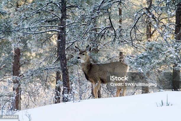 Femmina Di Daino Cervo Mulo Nella Neve Profonda Colorado - Fotografie stock e altre immagini di Albero