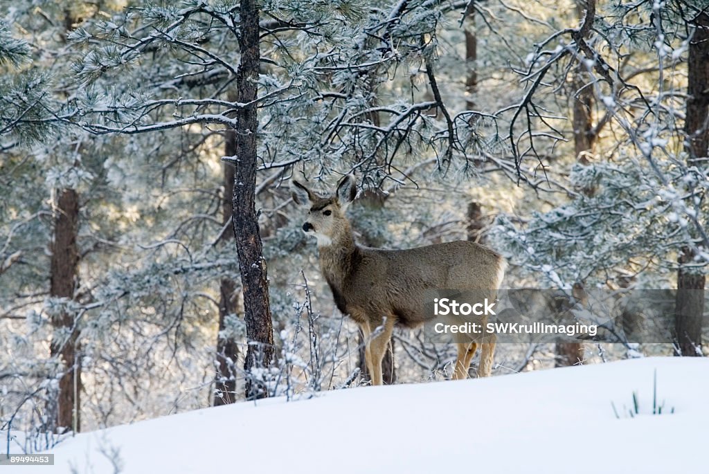 Doe Veado de Orelhas Compridas na neve profunda Colorado - Foto de stock de Animal selvagem royalty-free