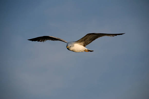Seagull のフライト ストックフォト
