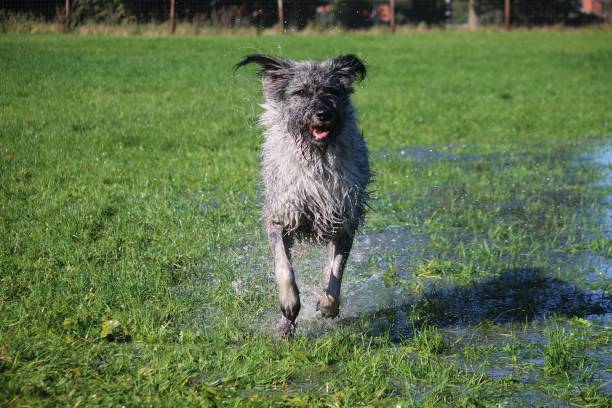 istock grey giant schnauzer in the garden 894946324