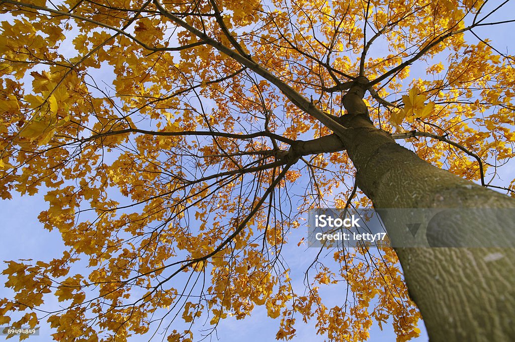 autumn maple ツリー - まぶしいのロイヤリティフリーストックフォト