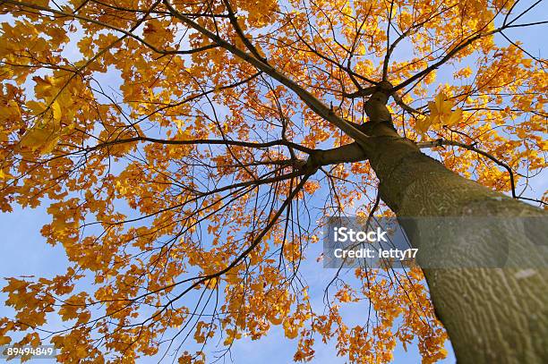 De Outono Maple - Fotografias de stock e mais imagens de Abaixo - Abaixo, Alto - Descrição Física, Amarelo