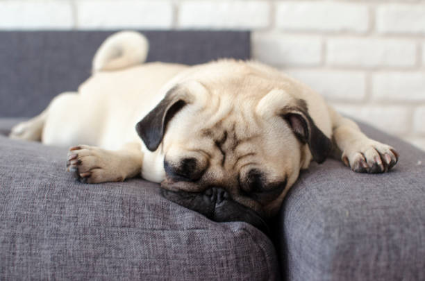 istock Small cute dog breed pug lying on pillows and looking straight 894949316