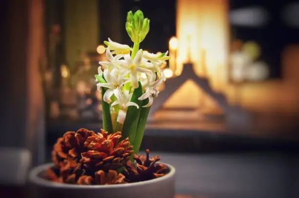 White hyacinth and cones
