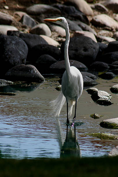 istock snowy egret, straight neck 89494946