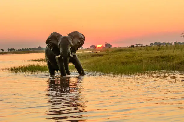 African elephant in the Chobe river at dusk