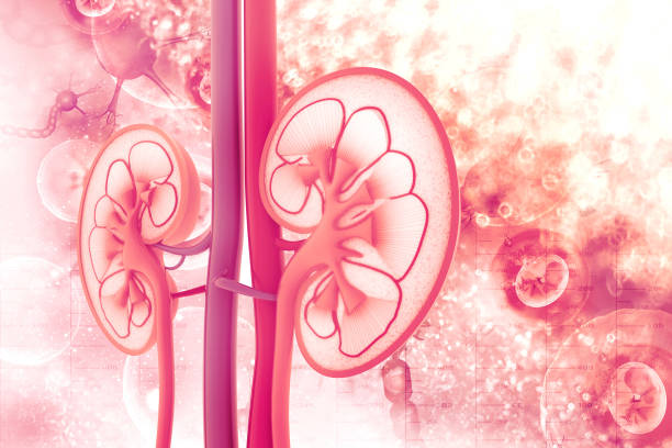 Human kidney cross section stock photo