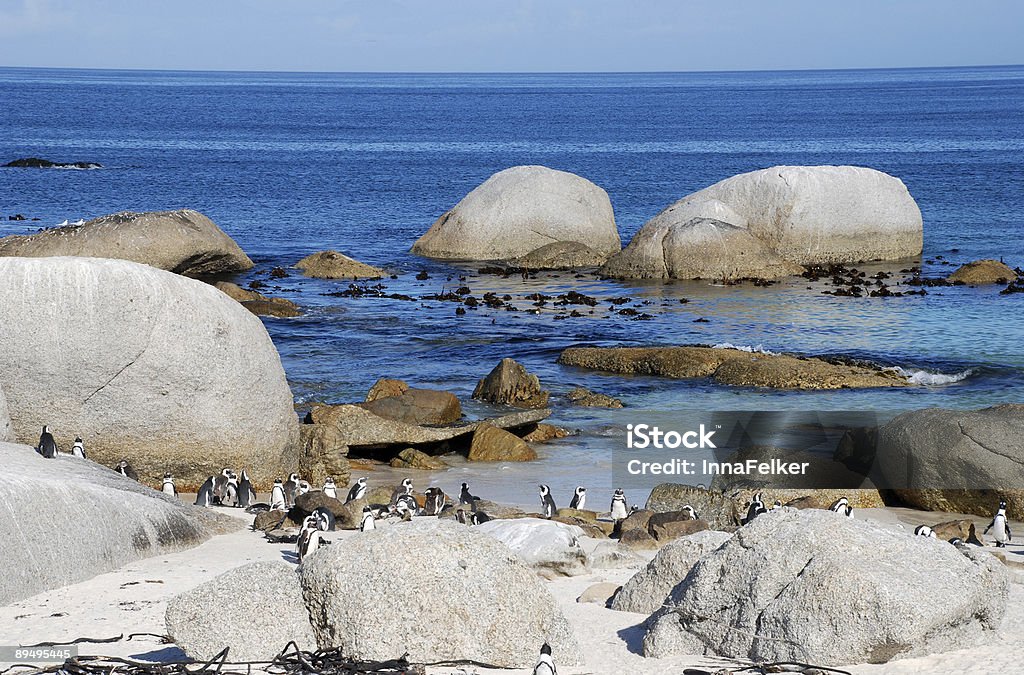 rocks, o mar e os pinguins - Foto de stock de Abundância royalty-free