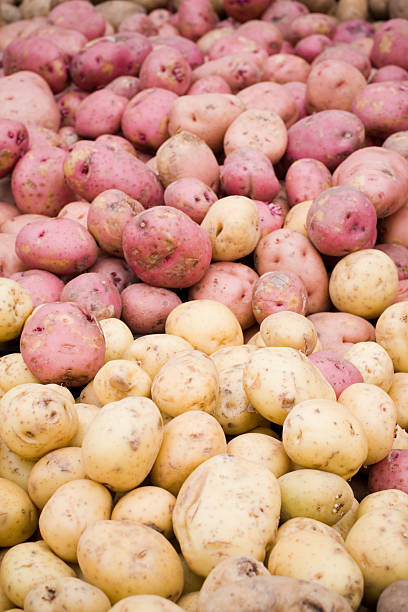 dois tipos de batatas - red potato raw potato market red - fotografias e filmes do acervo