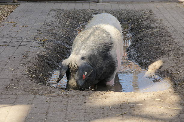 istock Pig in a muddy trough of water eating 89495464