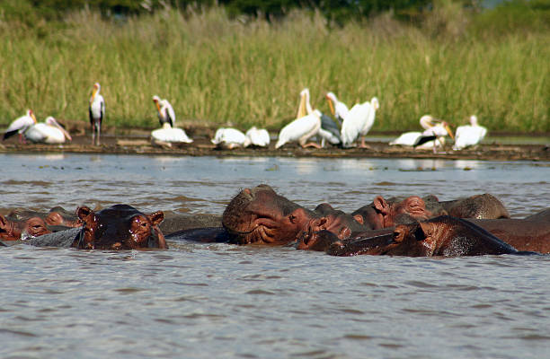 hippos en el lago chamo - hypo fotografías e imágenes de stock