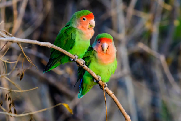 istock Two rosy faced lovebirds sitting side by side 894954824
